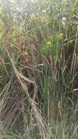 The video shows a close-up view of dense vegetation, possibly a field or a forest edge. The lighting suggests it is daytime, with sunlight filtering through the leaves, creating a dappled effect. The camera appears to be moving, likely handheld, as there is some slight camera shake. The vegetation consists of a mix of green and dry stalks and leaves, with some reddish-brown elements also visible. The overall impression is one of a natural, overgrown environment. No people or animals are visible.