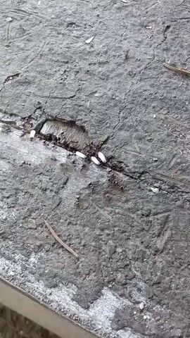 Ants are carrying white objects out of a crack in a grey surface. The ants are small and black. The white objects appear to be eggs or larvae. There are a few small twigs on the surface. The surface is rough and appears to be concrete or asphalt. The lighting is dim, suggesting it is outdoors.