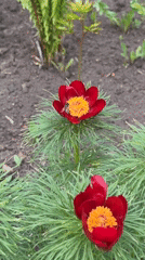 Spring flowers and bee activity observed in garden setting