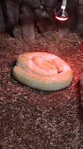 This video captures a large, pale yellow and white albino python coiled up inside an enclosure. The snake is resting under a red heat lamp, which casts a warm, reddish glow on its scales and the surrounding area. The floor of the enclosure is covered with wood chips or similar substrate, and rocky formations are visible in the background, suggesting an artificial habitat. The python appears to be basking, a natural behavior for reptiles to regulate their body temperature. No specific activity beyond resting is observed. There are no people visible, and no text is present in the frame. The setting indicates an indoor environment, possibly a zoo or a specialized pet facility in Tepebaşı, Turkey.