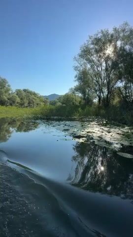 A serene river scene unfolds under a clear blue sky. The sun, positioned high and slightly to the right, casts a warm glow, with its rays filtering through the leaves of tall trees lining the riverbank. The water's surface is calm, reflecting the sky and the surrounding foliage, punctuated by patches of lily pads. A gentle wave is visible in the foreground, suggesting movement through the water. Dense greenery, including reeds and trees, forms a lush backdrop along the river's edge. In the distance, rolling hills can be observed. The overall impression is one of tranquility and natural beauty.