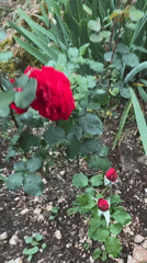 Morning garden flowers documented in Sesto Campano, Italy