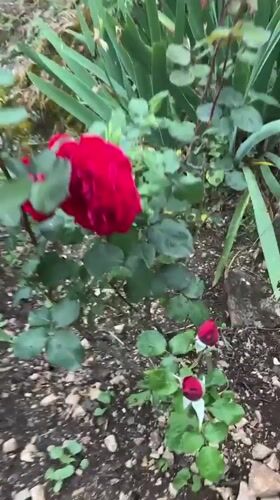 Morning garden flowers documented in Sesto Campano, Italy