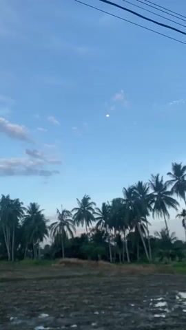 A quick shot captures a blurred muddy ground, transitioning into a row of palm trees against a clear blue sky with scattered clouds and a bright moon. The focus shifts to the palm trees, showcasing their green fronds and tall trunks. Power lines are visible in the top right corner. The foreground reveals a field with some vegetation and puddles. The palm trees sway slightly in the wind.