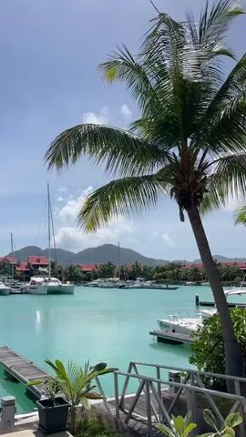 The video shows a picturesque marina on a sunny day. In the foreground, a lush palm tree with green fronds dominates the right side of the frame. Below it, a wooden walkway with railings is visible, leading down to the water. A small potted plant sits on the walkway. The marina itself is filled with calm, turquoise water, reflecting the bright blue sky. Several white sailboats and yachts are moored in the water, their masts reaching upwards. Across the water, a line of buildings with red roofs and white walls is nestled among palm trees and lush greenery. In the background, rolling green hills or mountains rise up, with some clouds obscuring their peaks. The scene conveys a sense of tropical tranquility and luxury.