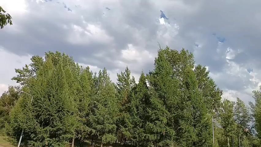A low-angle, wide shot captures a dense line of green coniferous trees against a cloudy sky. The trees are varied in height and texture, with some appearing more mature and bushy than others. The sky is filled with a mix of white and dark gray clouds, suggesting an overcast or potentially stormy day. The camera appears to be static.