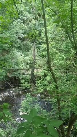 The video shows a dense forest with lush green foliage and trees. A small stream or creek runs through the bottom of the frame, with rocks visible in and around the water. A dead, bare tree trunk stands prominently in the middle ground, surrounded by living trees. The overall impression is of a wild, natural environment.