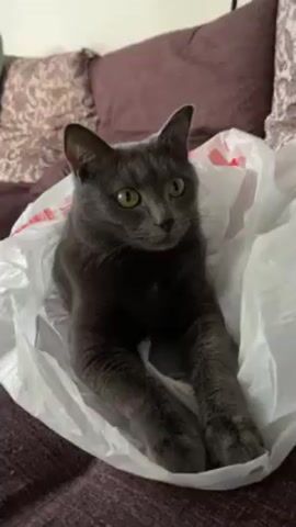 A medium shot shows a gray cat sitting in a white plastic bag on a brown couch. The cat has green eyes and its ears are erect. It looks directly at the camera. The camera zooms in on the cat’s face. The cat turns its head slightly away from the camera.