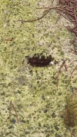 A dark, fuzzy caterpillar-like creature, possibly a moth larva, moves on a mossy, grey surface. A small white object is visible to its right. Scattered brown pine needles are present in the upper right corner and on the surface.