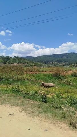 A video shows a water buffalo lying down in a grassy field. The buffalo is brown and appears to be resting or sleeping. The field is surrounded by green hills and a blue sky with white clouds. There are some bushes and trees in the background. The video is shot from a slightly elevated position, looking down at the buffalo and the surrounding landscape.