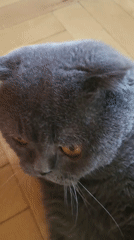 Scottish Fold cat petted indoors, garbage truck spotted outside