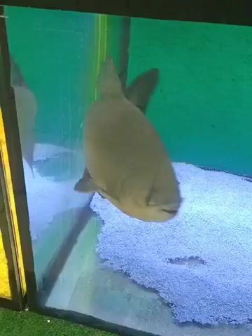 A large, grey fish swims in an aquarium. The fish is light brown or grey with a darker grey dorsal fin and tail fin. It has small fins on its underside and pectoral fins. The fish is swimming in front of a light blue gravel substrate and a bright green background. There are small white spots on the fish's body. The fish's mouth is slightly open.