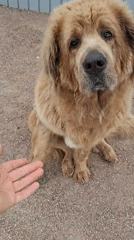 Dog performs handshake trick in Kempelevo, Russia