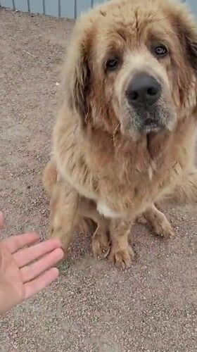 Dog performs handshake trick in Kempelevo, Russia