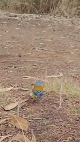 A small, colorful bird with a blue head, yellow chest, and grey-blue wings and tail is seen foraging on the ground. The ground is covered in brown dirt, dried leaves, twigs, and sparse patches of green grass. In the background, there are dry, leafless branches and the suggestion of denser vegetation further away. The bird pecks at the ground, seemingly searching for food. The camera remains still and focuses solely on the bird.