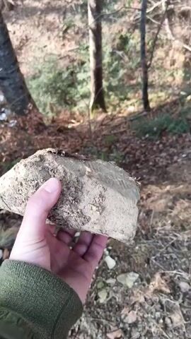 A person wearing a green sweater throws a dirty rock downhill into a forest. The forest has trees, fallen leaves, and some ground cover. The thrower is on a hill with a stream or river below.