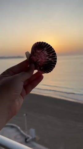 The video opens with a close-up of a hand holding a seashell against a blurred background. The seashell is reddish-brown with intricate patterns. As the video progresses, the camera pans out to reveal a beach scene at sunrise. The sun is a small, bright orb just above the horizon, casting a warm glow over the calm ocean. Gentle waves lap at the shore, and the sandy beach is marked with parallel lines, possibly from a vehicle. In the distance, a landmass is visible. The sky transitions from a pale blue to a soft orange and yellow hue. The overall mood is serene and tranquil.
