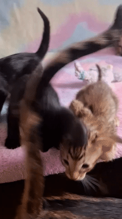 Mother cat and kittens on colorful blankets in Таптыково