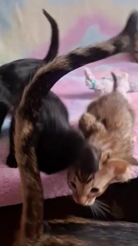 A group of kittens are on a pink blanket. A black kitten is in the foreground on the left, facing away from the camera. To its right is a tan and black striped kitten. Behind them, more kittens are visible. One is black and facing left. Another is tan and striped, looking up. In the background, another tan and striped kitten is partially visible. The kittens appear to be playing.
