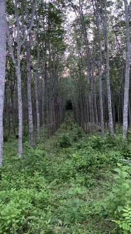The video shows a person walking through a forest. The trees are tall and thin, and the ground is covered in green vegetation. The path ahead is lined with trees, creating a tunnel-like effect. The sky is visible through the canopy, and it appears to be dusk. The camera is moving, suggesting the person is recording their journey. There are no other people or animals visible in the video. The environment appears natural and undeveloped.