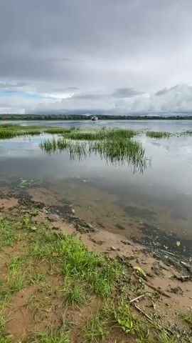 A wide shot shows a calm river on a cloudy day. The foreground is a muddy bank with green grass and some debris. In the middle ground, tall green reeds grow in the water. The background shows a distant treeline and a small white boat on the water. The sky is cloudy with some patches of blue. The overall mood is serene and peaceful.