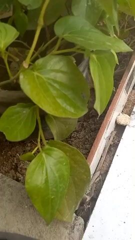 The video shows a close-up view of a plant with large, green leaves. The plant is growing in soil within a wooden planter box. To the right of the planter box, there is a white tiled surface. In the background, there are other plants with thin, striped leaves. The lighting suggests it is daytime, possibly outdoors. There are no people or animals visible in the video.