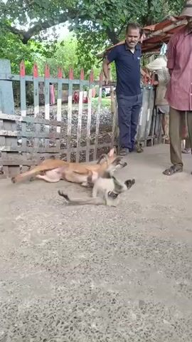 A tan dog is standing over a grey monkey that is lying on its back on a concrete surface. Two men are standing nearby watching. One man in a blue shirt and dark pants is leaning on a wooden fence. Another man in a red and white checkered shirt and green pants is standing to the right. There are trees and other people in the background. The monkey appears to be unharmed.