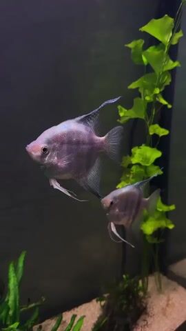 Two angelfish swim in an aquarium. The larger angelfish, on the left, is a pale pinkish-purple with darker stripes and long pectoral fins. The smaller angelfish, on the right, has a similar coloration and fin structure. They are swimming amongst green aquatic plants and a sandy substrate. The background is dark and out of focus.