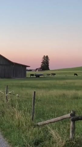 A vertical video pans across a grassy field with a line of cows walking in the distance. A wooden fence with wire runs along the bottom of the frame. A barn is visible on the left side of the frame. The sky is a soft pink and blue gradient, suggesting sunset or sunrise.