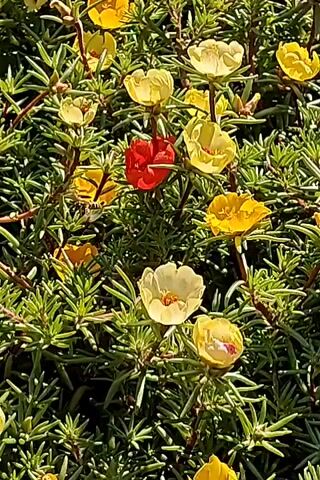 This video shows a close-up, panning shot of a bush with numerous small, colorful flowers in shades of yellow, red, and cream. The flowers are in various stages of bloom, with some fully open and others still partially closed. The leaves of the bush are green and needle-like. The lighting suggests it is daytime and sunny, casting shadows on the foliage. The camera pans slowly across the bush, highlighting different clusters of flowers.
