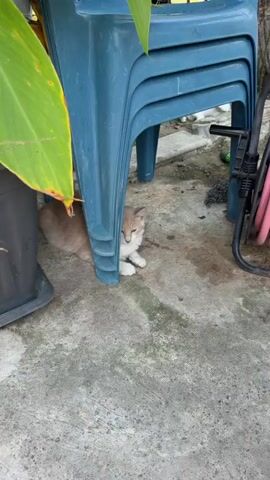 A ginger kitten peeks out from under a blue plastic chair. A black and white kitten is near a pink garden hose connected to a faucet. Another kitten, gray and white, sits near two empty bowls. All kittens appear to be outdoors.