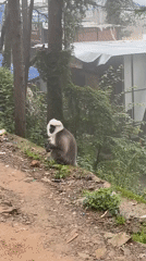 Rainy morning street life and langur monkeys in Bhagsu