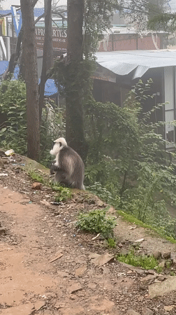 Rainy morning street life and langur monkeys in Bhagsu
