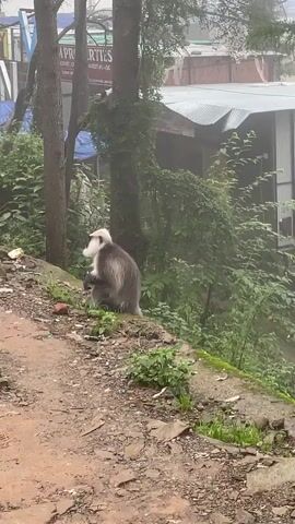 A grey langur monkey with a white face sits on a dirt slope next to a tree. The monkey is holding something in its hands and appears to be eating it. Behind the monkey are more trees and some buildings with corrugated metal roofs. The ground is littered with small stones and some discarded trash. The overall scene is somewhat overcast and appears to be in a natural, possibly rural, environment.