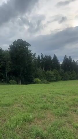 The video captures a panoramic view of a landscape under a cloudy sky. The foreground is dominated by a grassy field. In the mid-ground, a line of trees, primarily conifers, creates a dense boundary. Beyond the trees, the landscape opens up to rolling hills with agricultural fields and scattered houses, suggesting a rural or semi-rural setting. A prominent power line pylon and associated transmission lines are visible in the distance, indicating the presence of infrastructure. The sky is filled with heavy, gray clouds, suggesting an overcast or potentially stormy weather condition. There are no people or animals visible in the footage. The camera appears to be stationary, capturing a slow panning motion across the scene.