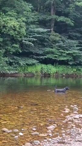 A black dog stands in shallow, clear water near a riverbank. The riverbed is visible and appears to be composed of small, multicolored pebbles. Lush green trees line the opposite bank, forming a dense forest. The water is calm, with ripples emanating from where the dog is standing. The overall scene depicts a natural, tranquil outdoor environment.