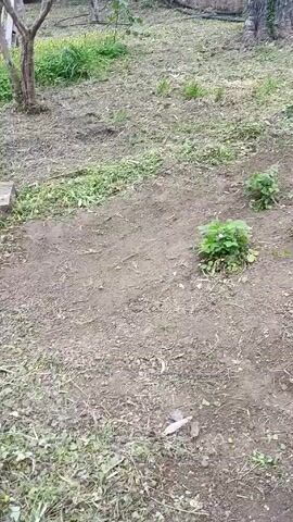 The video shows a small patch of cultivated land with several green plants arranged in rows. The plants are small and appear to be ground cover. The soil is brown and somewhat dry, with scattered debris. There are a few trees surrounding the patch, and a fence is visible in the background.  A small white box is attached to one of the fence posts. A black hose is strung across the area behind the plants.