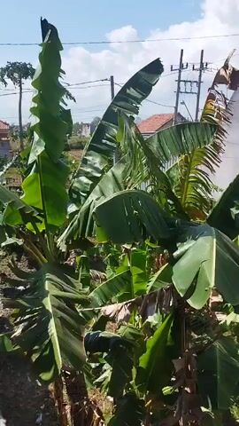 The video shows a cluster of banana trees with large green leaves against a bright blue sky and a partially visible building. The camera pans slightly to the right, revealing power lines and a distant house with a red roof. Some of the banana leaves are wilted or torn, suggesting they may have been affected by weather or pests. The overall impression is that of a rural or semi-rural setting on a sunny day.