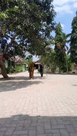 The video shows a wide shot of a paved courtyard with a few trees. In the background, there are buildings. Two figures dressed in brown robes and head coverings are standing under a large tree on the left side of the frame. A third person, dressed in dark clothing and wearing a head covering, is walking away from the viewer towards the right. This person is holding a long, thin object, possibly a stick or a broom. The person walks in a straight line across the paved area. The sun is shining, casting shadows on the ground. The overall scene appears to be outdoors in a sunny, possibly tropical, environment.