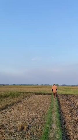A vertical, medium shot captures a person walking away from the camera on a narrow path in a harvested rice paddy under a clear blue sky. The person, wearing an orange shirt and patterned pants, walks towards a distant horizon of more fields and trees. The fields are a mix of dry stubble and patches of green grass, with some areas appearing recently harvested and others retaining some stubble. The sky is a pale blue with a few wispy clouds. The scene appears to be in a rural agricultural setting.