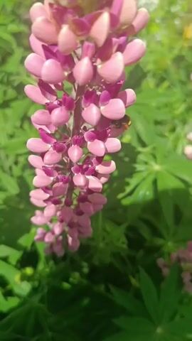 The video shows a close-up of a pink lupine flower with a bumblebee on it. The flower is in focus, and the background is blurred, showing more lupine flowers and green leaves. The lighting suggests it is daytime.