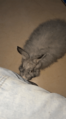 People interact with rabbits and chinchillas in Tel Aviv