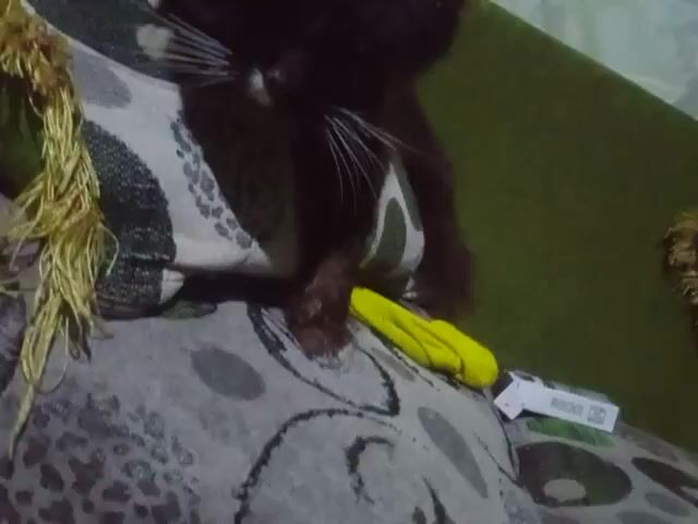 The video presents an overhead shot of a black cat lying on a pillow with a patterned cover. A yellow object and a small box are placed near the cat on the pillow. A green mat is visible to the left, and there are strands of fringe near the right edge of the shot. The cat's face is close to the camera, showing its whiskers.