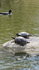 Wildlife Activity Documented at Munich Park Pond