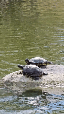 Wildlife Activity Documented at Munich Park Pond