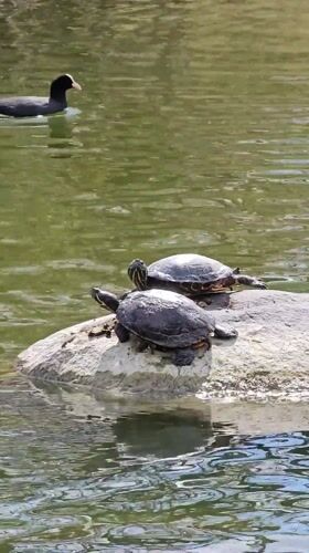 Wildlife Activity Documented at Munich Park Pond