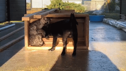 Chickens, a dog, and a cat share a scrappy backyard