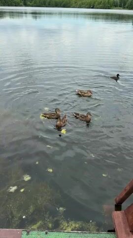A group of four ducks are swimming in murky water near a wooden dock. One duck is slightly further away from the group. The water has patches of green algae floating on the surface. The background shows a shoreline with trees.