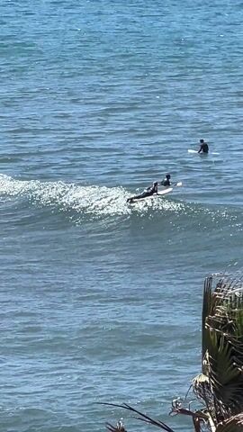 The video shows three surfers in the ocean on a sunny day. Initially, the camera zooms in to focus on the surfers, two sitting on their boards and one lying down paddling. The camera then zooms out to show a wider shot of the beach, revealing a rocky shoreline with some trees and palm trees. The sky is clear and blue.