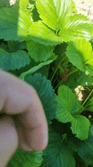 Morning garden tour captures diverse plants, strawberry picking in Armenia